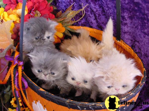 crazy4cats Picture 1
